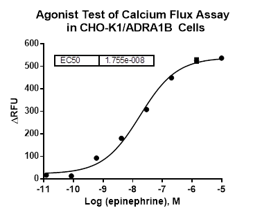 CHO-K1/ADRA1B Stable Cell Line
