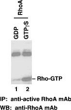 Anti-Active RhoA, monoclonal