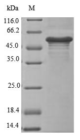 Erythroferrone (Erfe), mouse, recombinant