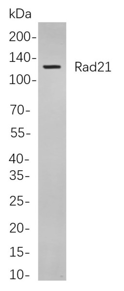 Anti-Recombinant Rad21, clone 6G12