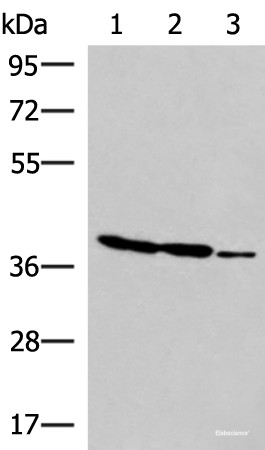 Anti-GIMAP2