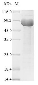 Immunogenic protein MPT64 (mpt64), Mycobacterium tuberculosis, recombinant