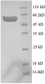Inositol-1-monophosphatase (suhB), Escherichia coli, recombinant