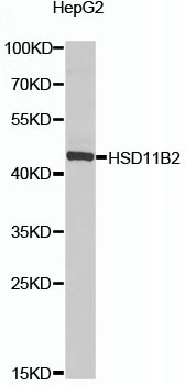 Anti-HSD11B2