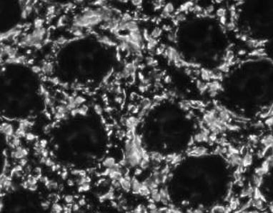Anti-Vimentin (FITC), clone SQab1859