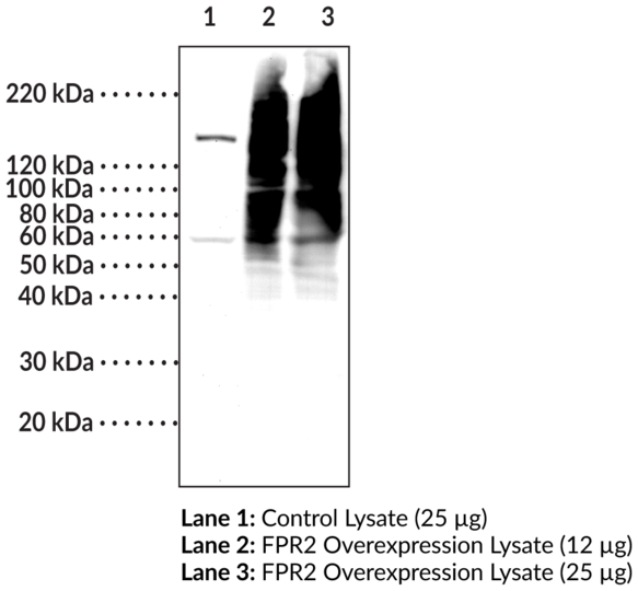 Anti-FPR2 (C-Term)