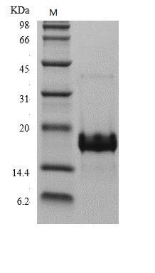 Placenta growth factor protein (PGF) (Active), human, recombinant