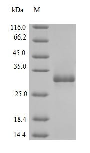 Transcriptional regulatory protein phoP (phoP), Escherichia coli, recombinant