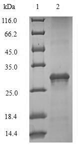 Interleukin-4 (IL4), sheep, recombinant