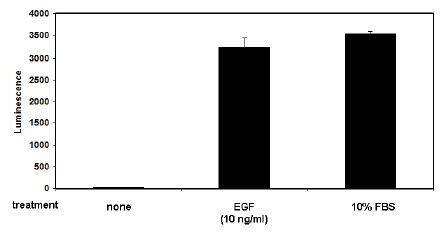 SRE Reporter - HEK293 Cell Line (ERK Pathway), 1,5x 10(6) cells