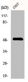 Anti-TFDP2