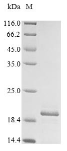 Gamma-synuclein (Sncg), rat, recombinant