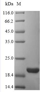 ATP synthase subunit delta, mitochondrial (ATP5D), human, recombinant