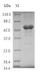 TIR domain-containing adapter molecule 2 (TICAM2), human, recombinant