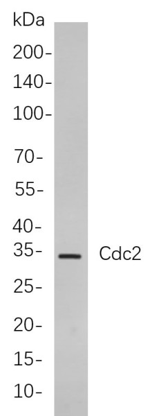 Anti-Recombinant Cdc2, clone 9B9