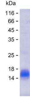 IL6 (human), recombinant protein
