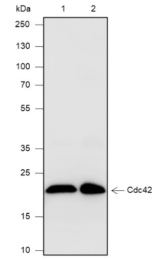 Anti-Recombinant Cdc42, clone A572