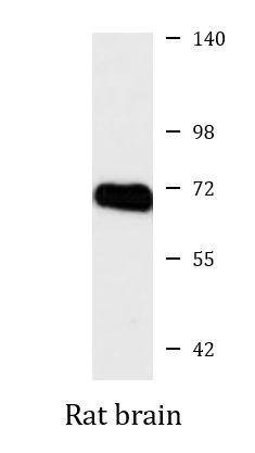 Anti-BMP6 (precursor)