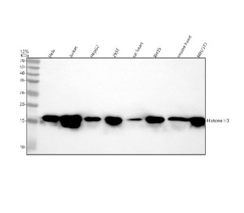 Anti-Histone H3 (mono methyl K36) / HIST1H3A, clone DEG-8