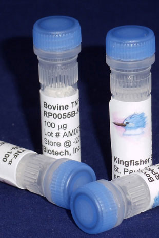 Tumor Necrosis Factor alpha, bovine recombinant (rbTNF-a)