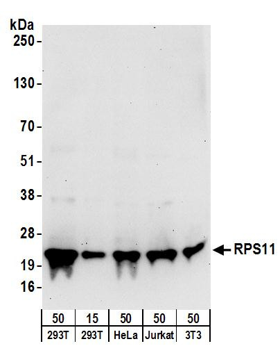 Anti-RPS11