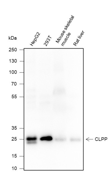 Anti-Recombinant CLPP, clone A191