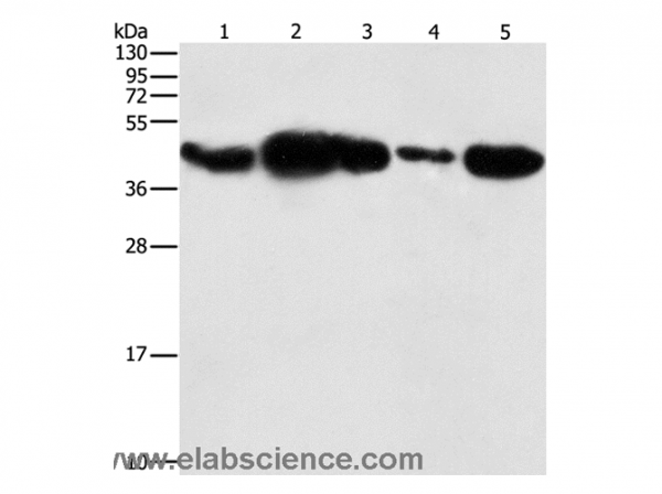 Anti-PGK2
