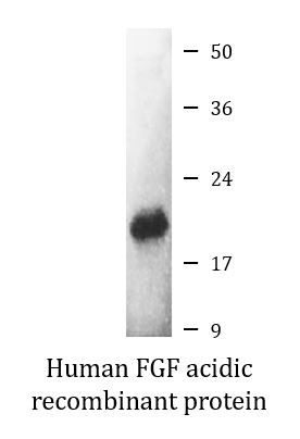 Human FGF acidic recombinant protein (Active)