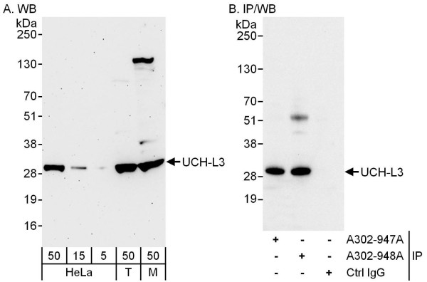 Anti-UCH-L3