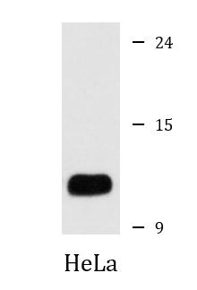 Anti-ATP5L