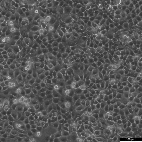 KYSE-150 Cells