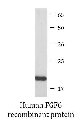 Human FGF6 recombinant protein (Active)
