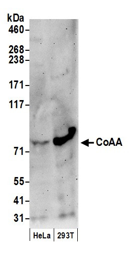 Anti-CoAA