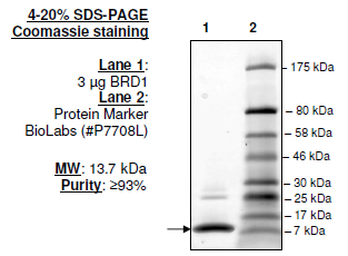 BRD1 (561-668), His-tag, human recombinant protein