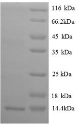 C-X-C motif chemokine 14 (Cxcl14), mouse, recombinant