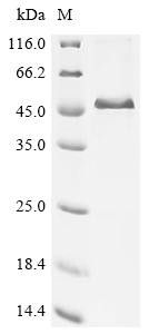 Alpha-2-HS-glycoprotein (AHSG), bovine, recombinant