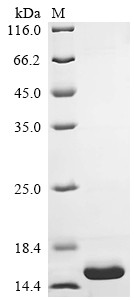 Immunoglobulin lambda constant 1 (IGLC1), human, recombinant