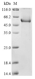 Complement C1r subcomponent-like protein (C1rl), rat, recombinant
