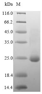 Dedicator of cytokinesis protein 8 (DOCK8), partial, human, recombinant