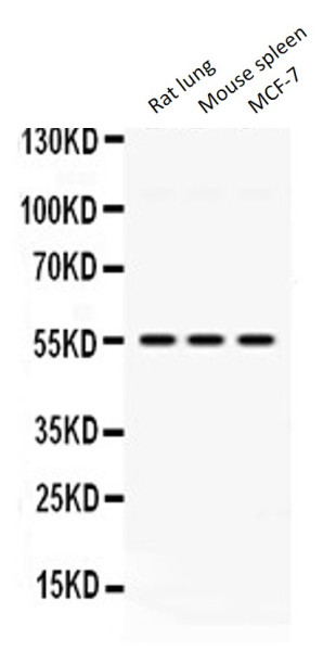 Anti-MPP1