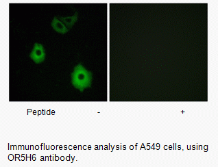 Anti-OR5H6