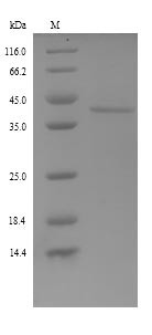 Fetuin-B (Fetub), rat, recombinant