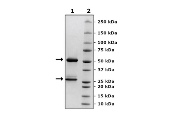 Anti-IL-2RA (CD25) Neutralizing Antibody (Basiliximab)