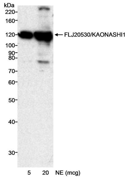 Anti-FLJ20530/KAONASHI1