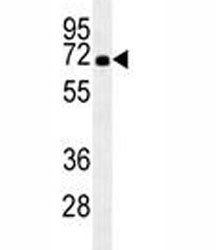 Anti-HSPA1A, clone 201CT8.2.3