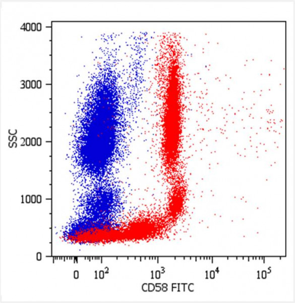 Anti-CD58, clone MEM-63 (FITC)