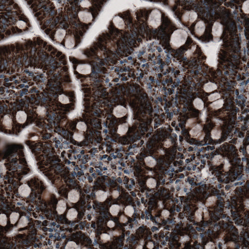 Anti-CS, clone CL2548