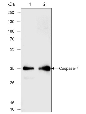 Anti-Recombinant Caspase-7, clone A586