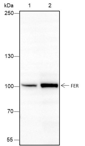 Anti-Recombinant FER, clone A421