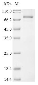 ATP-dependent RNA helicase DHX33 (DHX33), human, recombinant